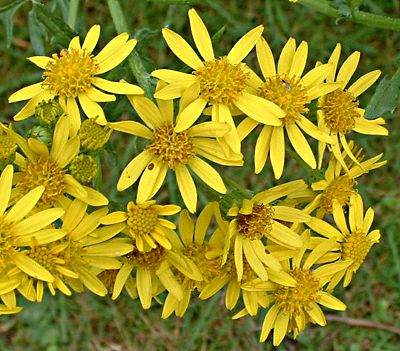 Senecio jacobaea, Jakobs-Greiskraut, Bl�ten