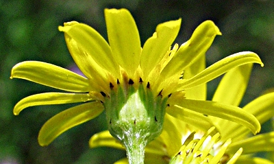 Senecio jacobaea, Jakobs-Greiskraut, H�lle