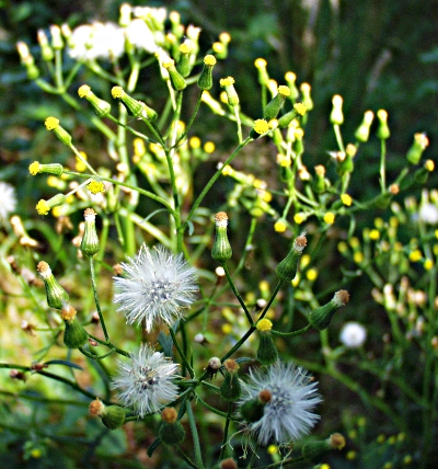 Senecio sylvaticus, Wald-Greiskraut