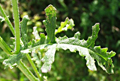 Senecio sylvaticus, Wald-Greiskraut