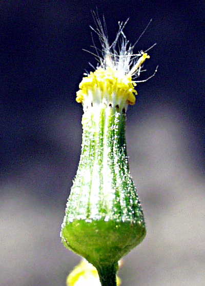 Senecio sylvaticus, Wald-Greiskraut