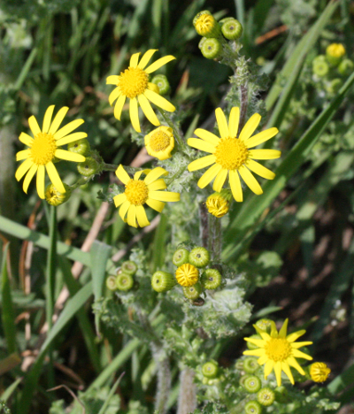 Senecio vernalis, Frhlings-Greiskraut