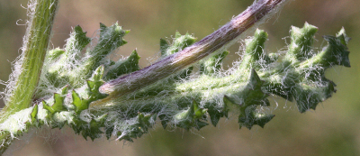 Senecio vernalis, Frhlings-Greiskraut, Blatt