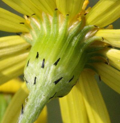 Senecio vernalis, Frhlings-Greiskraut, Hlle