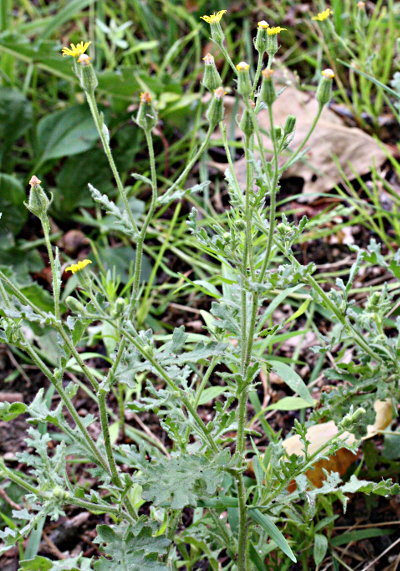 Senecio viscosus, Klebriges Greiskraut
