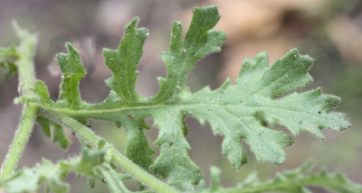 Senecio viscosus, Klebriges Greiskraut, Bl�tter