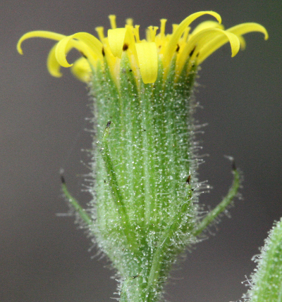 Senecio viscosus, Klebriges Greiskraut, H�lle