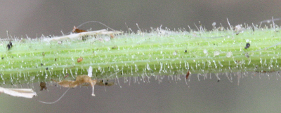 Senecio viscosus, Klebriges Greiskraut, St�ngel