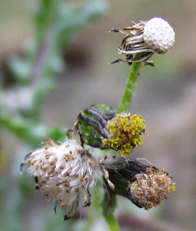 Senecio vulgaris, Gewöhnliches Greiskraut