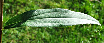 Solidago gigantea, Riesen-Goldrute, Blatt