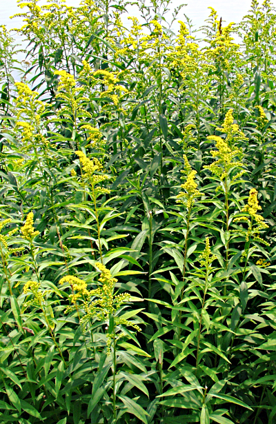 Solidago gigantea, Riesen-Goldrute
