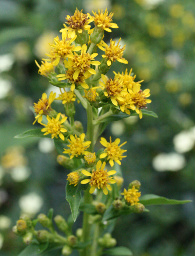 Solidago glomerata, B�schelige Goldrute