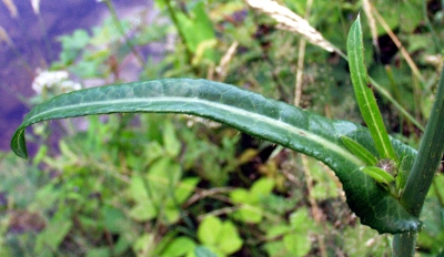Sonchus arvensis, Acker-Gänsedistel, Blatt