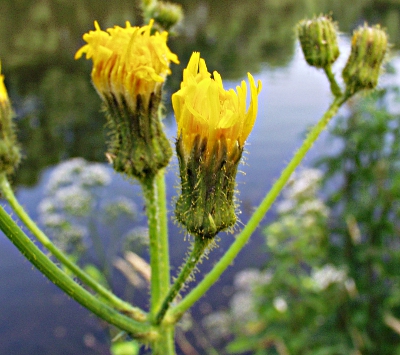 Sonchus arvensis, Acker-Gänsedistel, Blüten