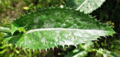 Sonchus asper, Raue Gänsedistel, Blatt
