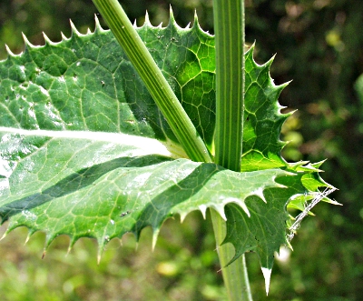 Sonchus asper, Raue Gänsedistel, Blattbasis