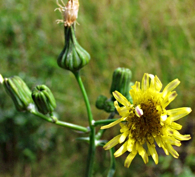 Sonchus asper, Raue Gänsedistel, Blüten