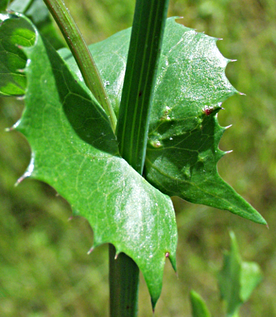 Sonchus, Gänsedistel, Blattgrund
