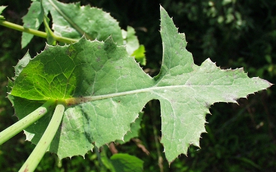 Sonchus oleraceus, Kohl-Gänsedistel, Blatt