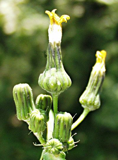 Sonchus oleraceus, Kohl-Gänsedistel, Blütenkörbe