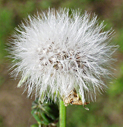 Sonchus oleraceus, Kohl-Gänsedistel, Fruchtstand