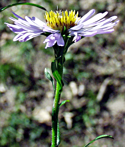 Symphyotrichum novi-belgii, Neubelgien-Herbstaster