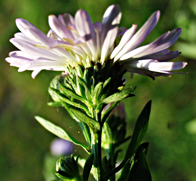 Symphyotrichum novi-belgii, Neubelgien-Herbstaster, Hülle