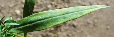 Symphyotrichum lanceolatum, Lanzett-Herbstaster, Blatt