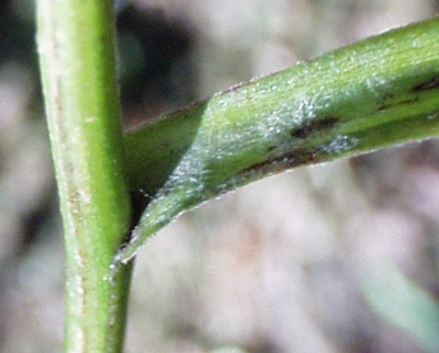 Symphyotrichum lanceolatum, Lanzett-Herbstaster, Blattansatz