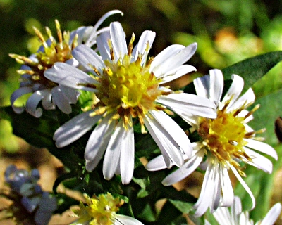 Symphyotrichum lanceolatum, Lanzett-Herbstaster, Bl�te