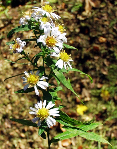 Symphyotrichum lanceolatum, Lanzett-Herbstaster, Bl�tenstand