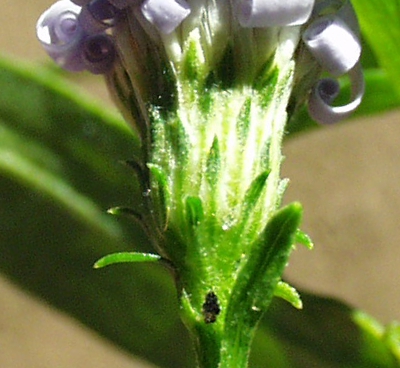 Symphyotrichum lanceolatum, Lanzett-Herbstaster, H�lle