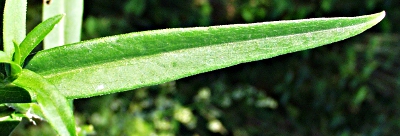 Symphyotichum novi-belgii, Neubelgien-Herbstaster, Blatt