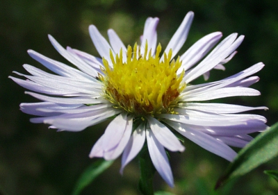 Symphyotichum novi-belgii, Neubelgien-Herbstaster, Bl�te
