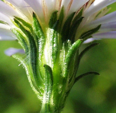 Symphyotichum novi-belgii, Neubelgien-Herbstaster, H�lle