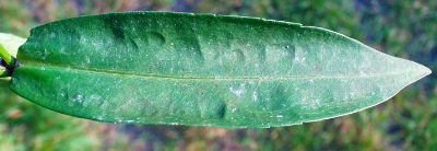 Symphyotrichum x salignum, Weidenblatt-Herbstaster, Blatt