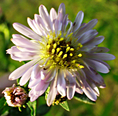 Symphyotrichum x salignum, Weidenblatt-Herbstaster, Blte