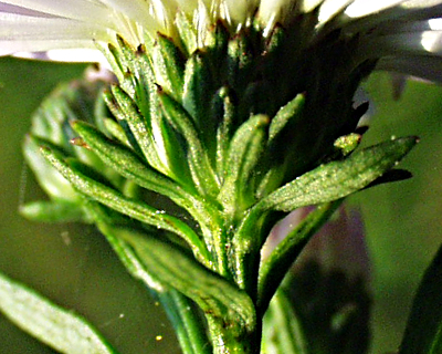 Symphyotrichum x salignum, Weidenblatt-Herbstaster, Hlle