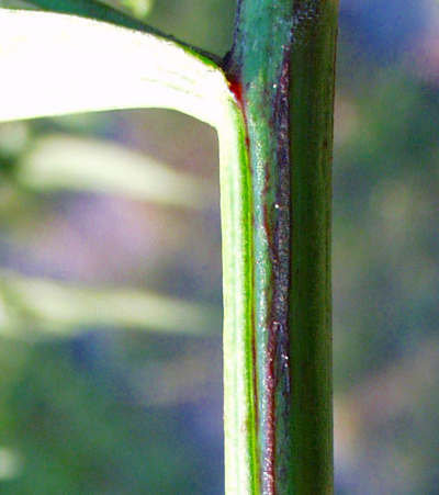 Symphyotrichum x salignum, Weidenblatt-Herbstaster, Stngel