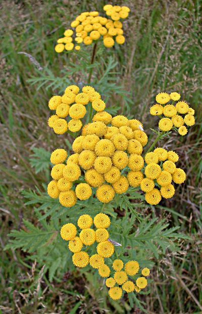 Tanacetum vulgare, Rainfarn