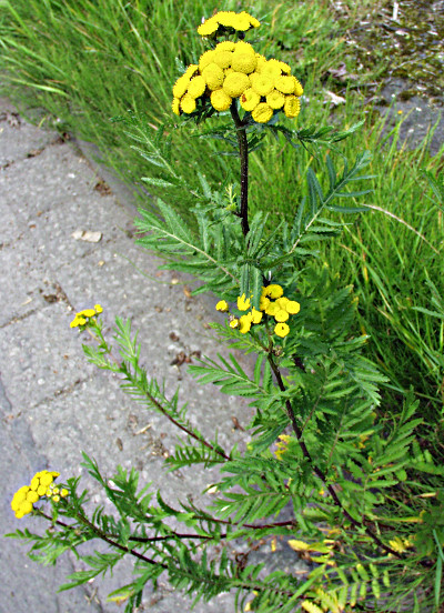 Tanacetum vulgare, Rainfarn