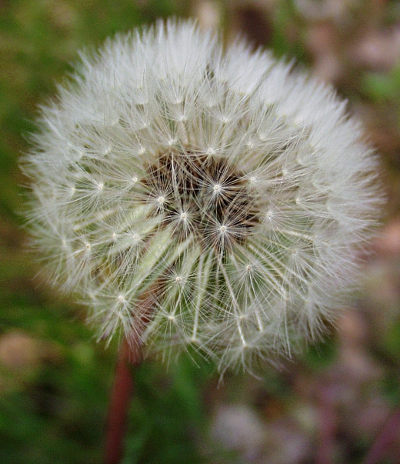 Taraxacum, Lwenzahn, Fruchtstand