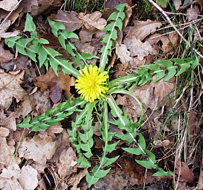 Taraxacum hamatum aggr., Haken-Löwenzahn