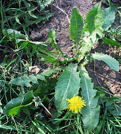 Taraxacum officinale aggr., Wiesen-Löwenzahn