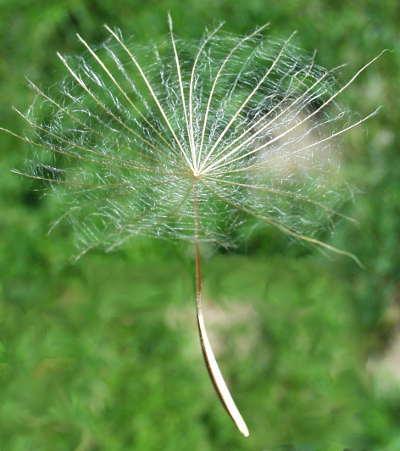 Tragopogon pratensis, Wiesen-Bocksbart, Frucht