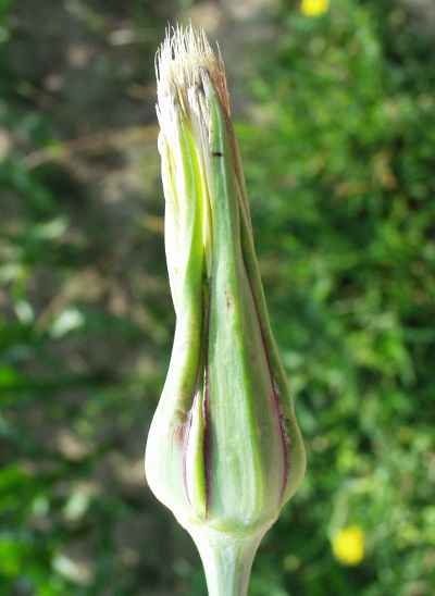 Tragopogon pratensis, Wiesen-Bocksbart, Bart