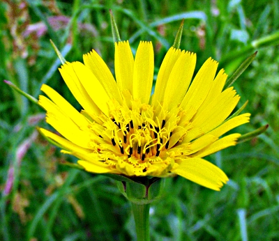 Tragopogon pratensis, Wiesen-Bocksbart, Blte