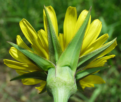 Tragopogon pratensis, Wiesen-Bocksbart, Hlle