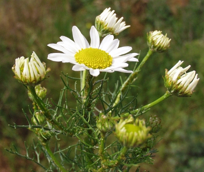 Tripleurospermum inodorum, Geruchlose Kamille, Blten