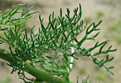 Tripleurospermum inodorum, Geruchlose Kamille, Bltter